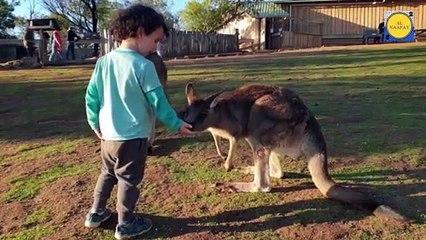 Kangaroo